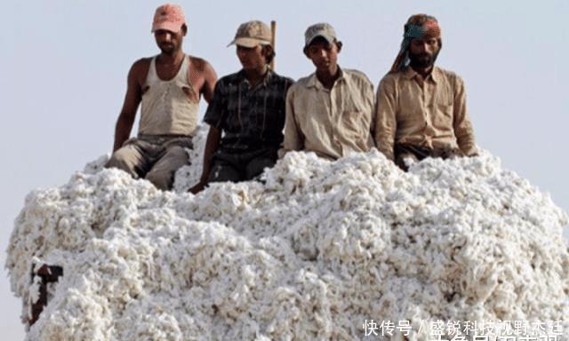  们中国■印度把他们的棉花低价卖给我们国家，再用高价买回去，