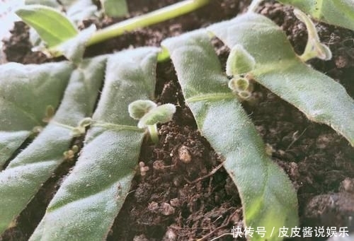 「地皮」一种草花“贴着地皮长”,叶子剁碎也发芽,又长出棵棵小牡丹