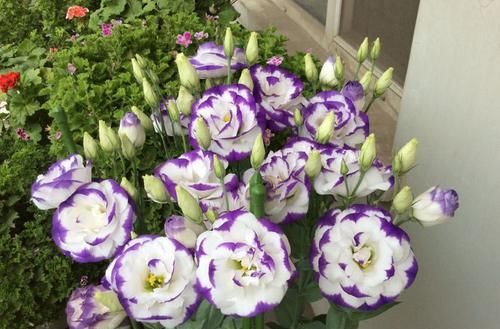 绣球■喜欢赏花,不如养这几款,花开美轮美奂,花朵如绣球,超妖艳