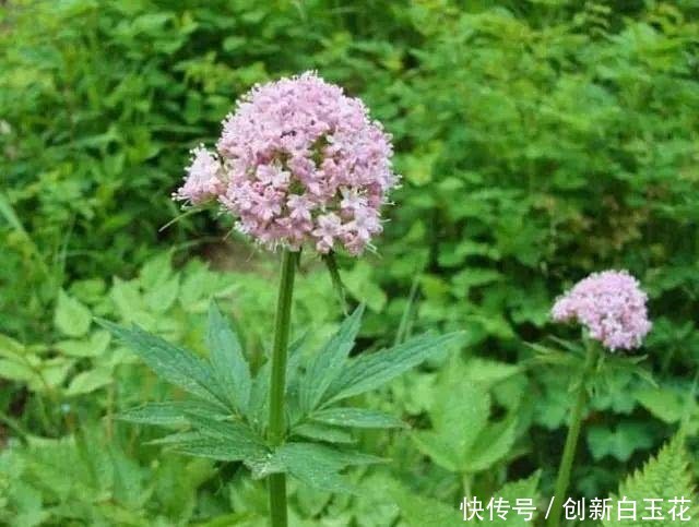  碰到■一种植物，山坡里很常见，碰到把根挖出来，晒干后10元一