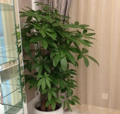  到植物体@这4种“财运”花，迎财旺运寓意好，养护方便成活率高，超值！