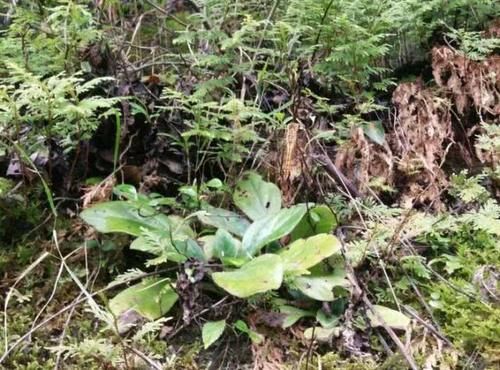  良药■城里这观赏植物，药农却称它为“止咳良药”，25元一斤很