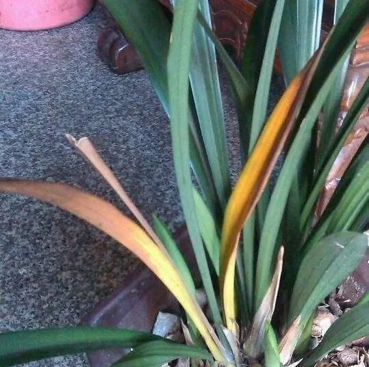  「明白」想知道你的兰花生了什么病？看看叶子尖就明白了