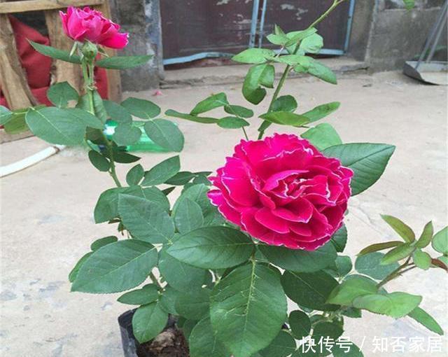 『漂亮』春天养花首选“它”,好养长得快,漂亮又芳香,2年长成一片花海