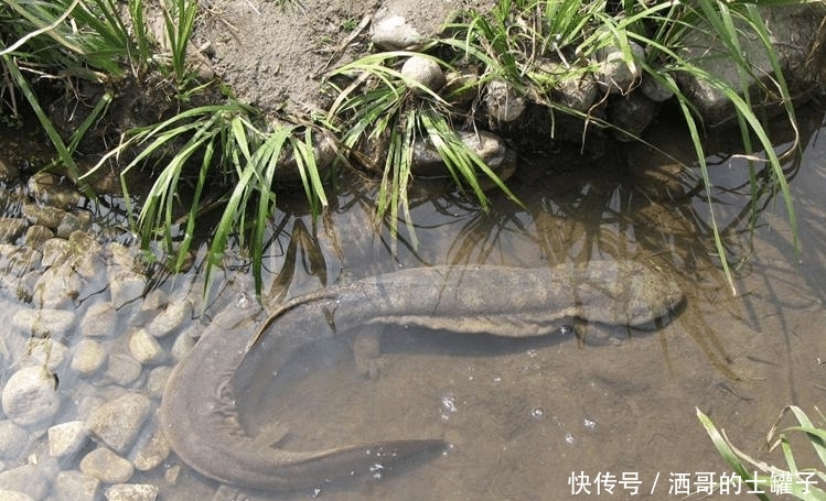  神兽|张家界隐藏的“守护神兽”，世界“最大”的大鲵，如今已活