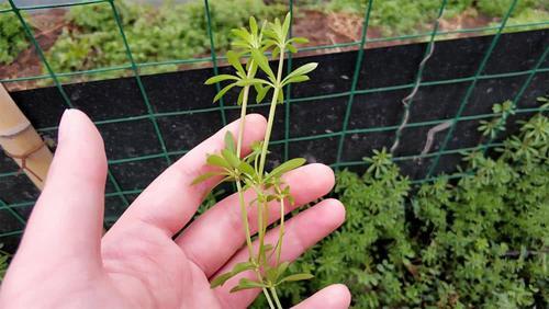 农村这野草满身是刺，猪吃了就病倒，殊不知价值珍贵，20元一斤