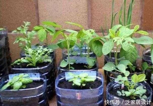  「吃不完」塑料袋子别扔了，像奶奶一样种“辣椒”，一棵结五六