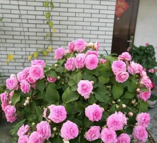  『叶色』此花，花色鲜艳，叶色碧绿，观赏价值特别高。