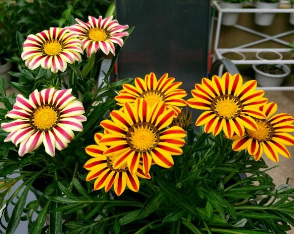  【阳台】5种开花机器，从春一直开到秋，阳台天天有花赏！