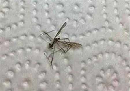 女子把蚊子放进指甲油中，刷成琥珀色，结果成品出来后惊艳众人