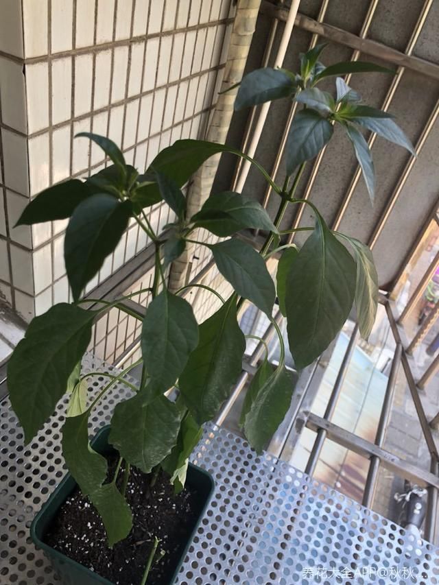 #蔬菜#阳台养上“3种菜”,吃一茬长一茬,全家吃都够了