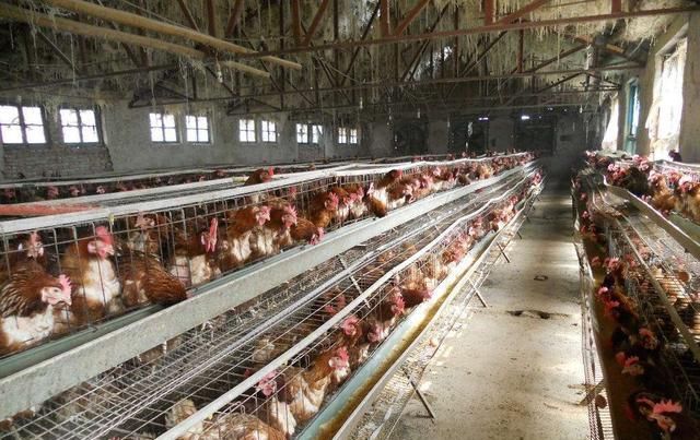  【钱人】农村出现了很多扶贫计划，这三个项目可靠，低成本稳步报答