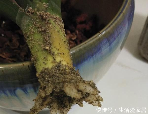 #吸收水分#家养植物烂根黄叶?不要慌,用2种''常见药''抢救,见效真快