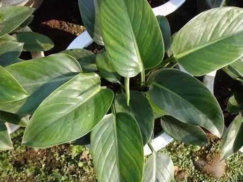 「就要」22种室内极难养死的植物，绿植就要选这些