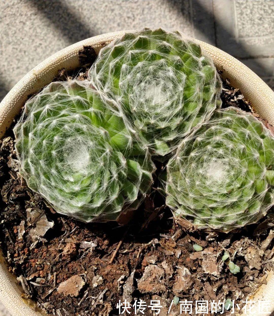  『剪掉』5种开花就容易死的多肉，赶紧把花箭剪掉，那样才活得久！