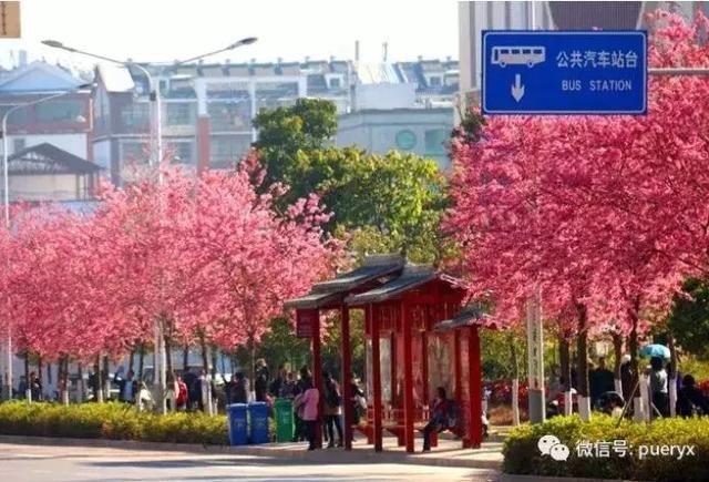春季花开哪家强？云南16州市最美赏花点看过来！