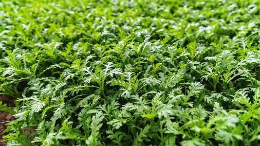  不少：亩产3000斤，一年采收3次，一斤8元，为何农民却说不赚钱