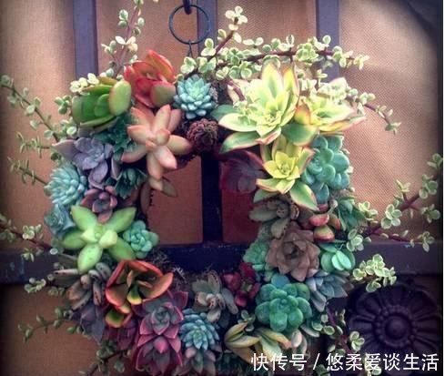  「如上图」如何制作一个多肉植物的“花园式”盆栽