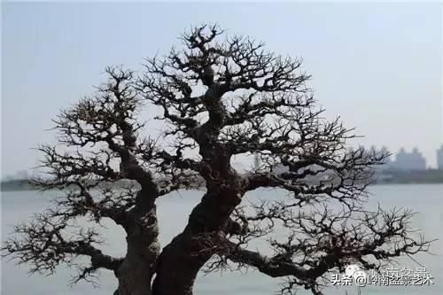  「作品」有年功的盆景，品相好，价值高！