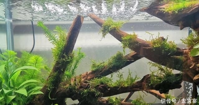 「青苔」清缸小钢炮:青苔鼠,吃藻又翻泥,想说爱你不容易