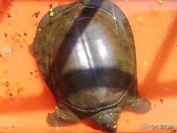  时间@甲鱼不会钓？选对时间，3种钓法及用饵，看完即会！