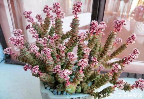 「家里」3种多肉植物,养在家里,旺财寓意好,值得拥有!