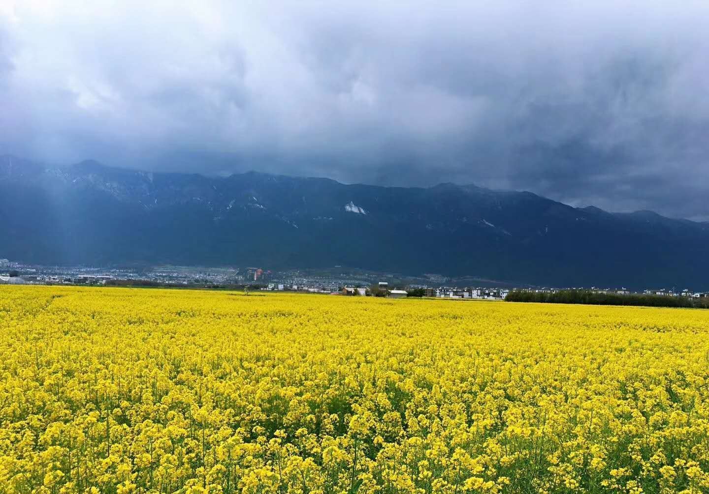 大理古城“三家一眼井，一户几盆花”，春天的大理是油菜花的天下