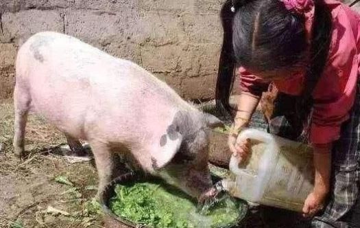  #没错#七八十年代喂猪的野草，不是中药材就是野菜，吃过的是土