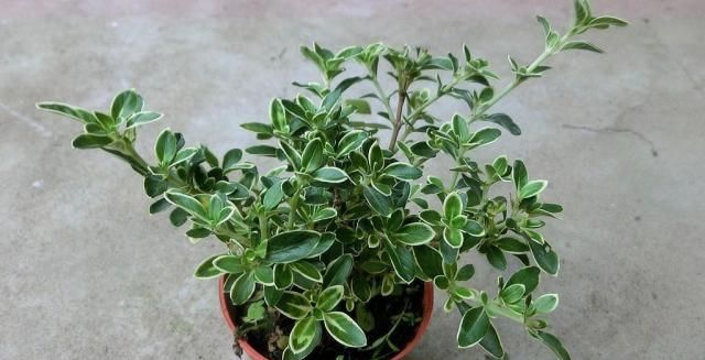 #盆栽#白马骨这种植物农村经常见到,作用广泛,可食用可供盆栽观赏