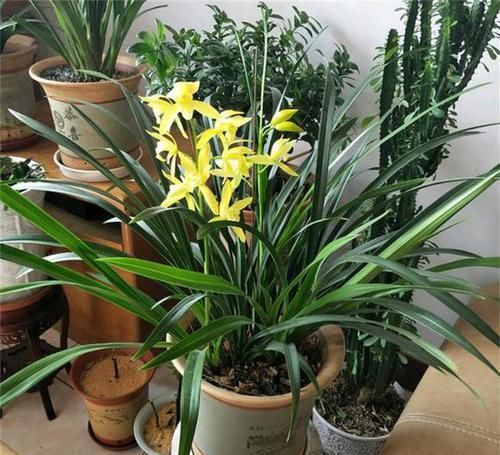  『试试』养兰花不会配土？试试这几种，兰花根长得快、发芽开花更生猛