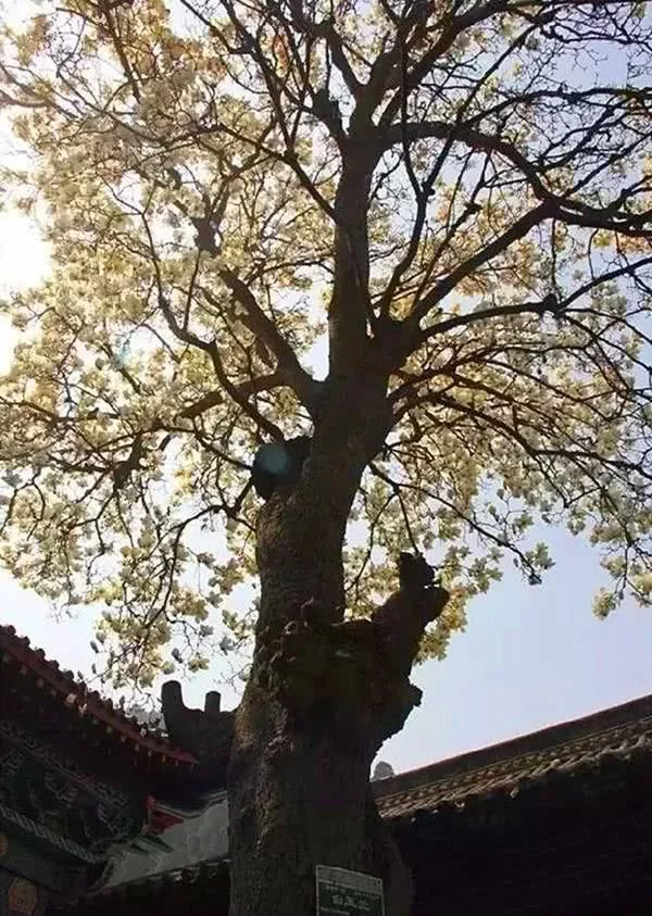 阳春三月,群芳争艳!来看西安这些“花花世界”的最佳踏春赏花指南