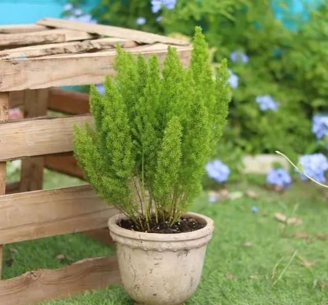『家里』家里养七种毛绒绒的植物,乖萌又有趣,满满的少女心