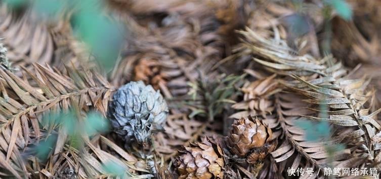 这座低调小城承包了浙江最美的春天, 清明去过两三天乡下生活~