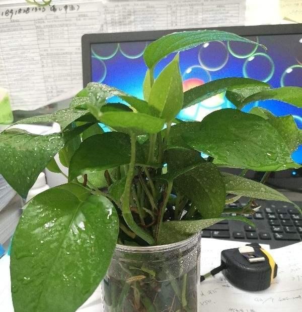  水培的植物|8种花，掐个枝条扔水里，7天长出大白根