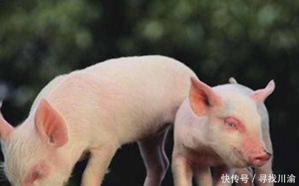  【农户】养猪农户不注意这几点，影响会很大，科学养殖很重要！