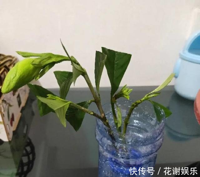 「扦插」春天扦插最好活,生根水不用买,自制4种生根水,比买的还好使!