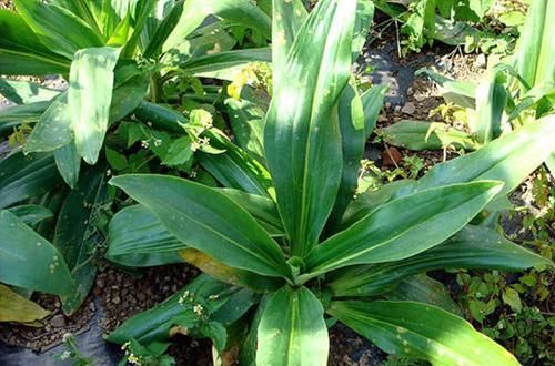  「我国」农村一种野生植物，我国少数地方有，价值珍贵，现有部分人在种植