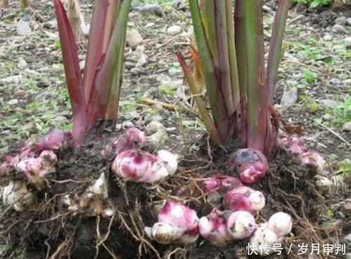  种植蕉芋|曾被当作救命粮，亩产高达万斤，出酒率比粮食高，如今