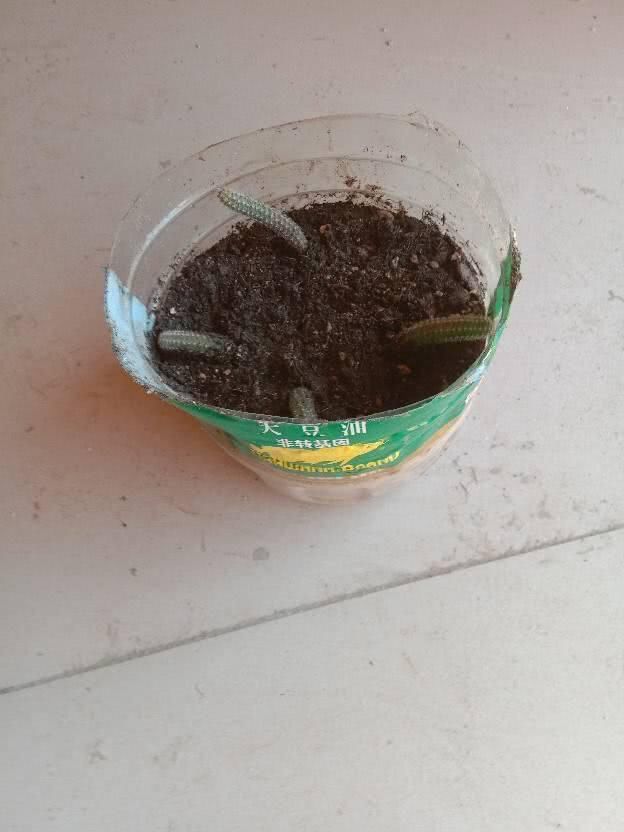  #油桶里面#用完的油桶想养花种菜，几个要点要注意，否则种啥死啥！