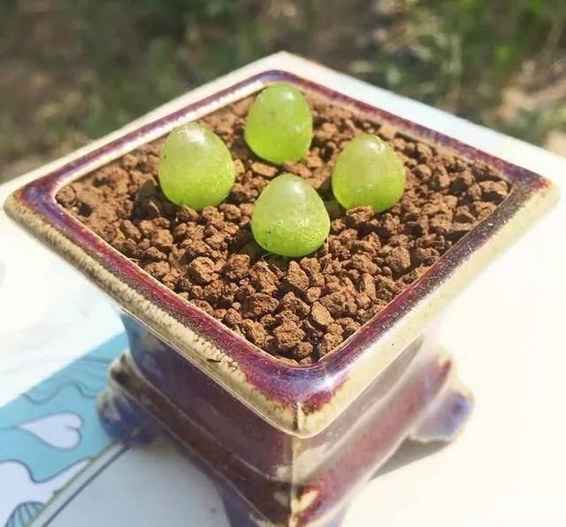 #属多肉植物#适合女生的8种“治愈系”多肉,家里养一盆,天天有好心情