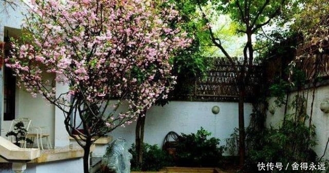  【树木】农村庭院种植树木很常见，有人却说院子种树烦恼多，为