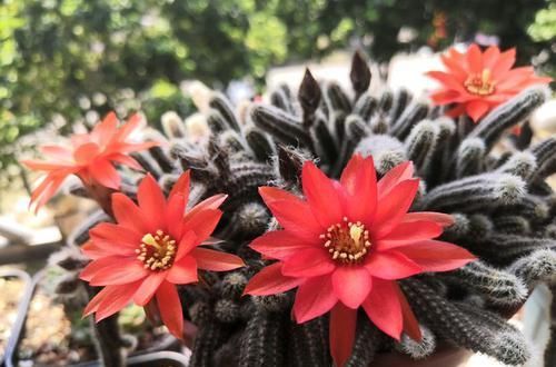  『花型』阳台养此款花卉，花型独特圆滚，植株旺又壮，摆哪里都是花园