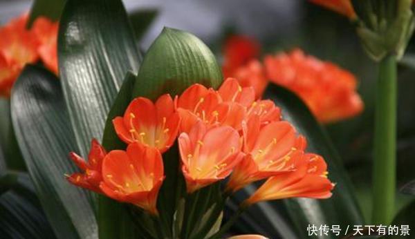 养殖|养“君子兰”坚持十年,总结出的养花秘籍,说的句句在理