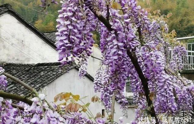  「特性」紫藤的特性有哪些？又该如何栽培？很简单