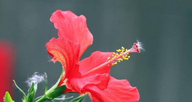  「花园」喜欢太阳的“3种花”，说啥也要养一盆，阳台小花园全靠“它”