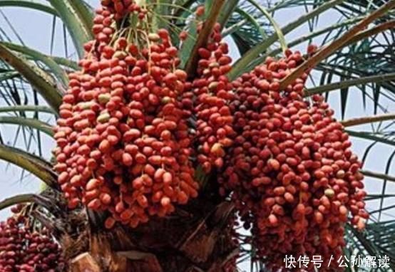  「引得」盆栽“枣树”十多年,今年终于结果子了,引得邻居全来凑热闹
