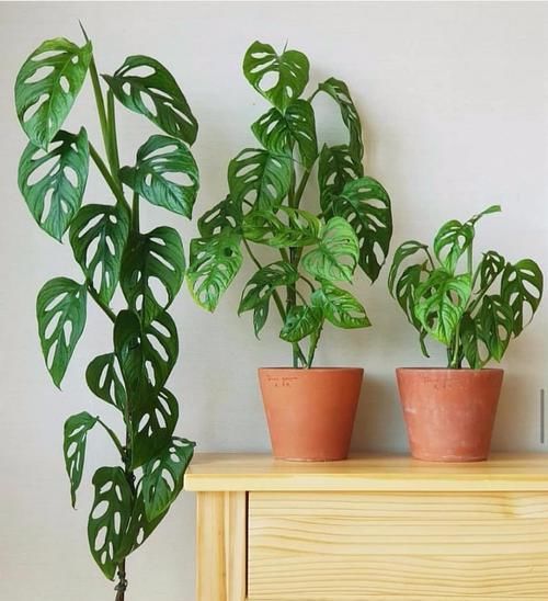  #龟背竹#叶子带白斑的龟背竹盆栽，害怕叶色退化了，经常浇磷酸二氢钾水肥