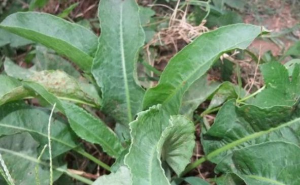  营养■农村的一种野草，营养丰富，根的药用价值高，是种珍贵药