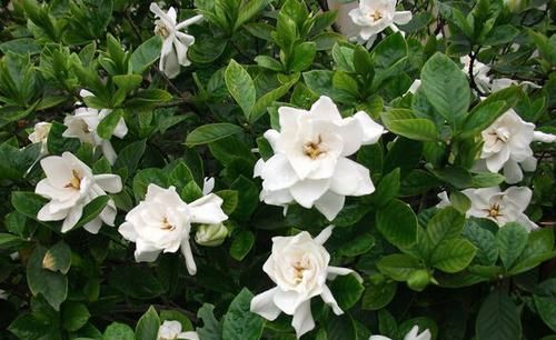  『栀子花』栀子花开花少？1种颗粒兑水“浇”，一盆开花80朵！比啥肥都强