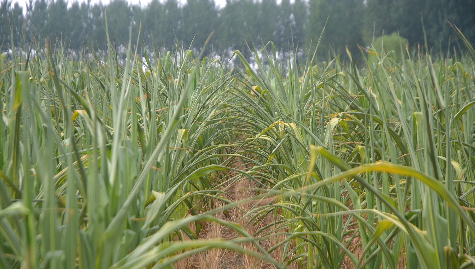 玉米遭遇持续干旱，地头就是水井，为啥农村人不愿灌溉？